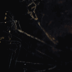 Bound Unto Root-In Good Faith