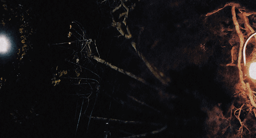 Bound Unto Root-In Good Faith